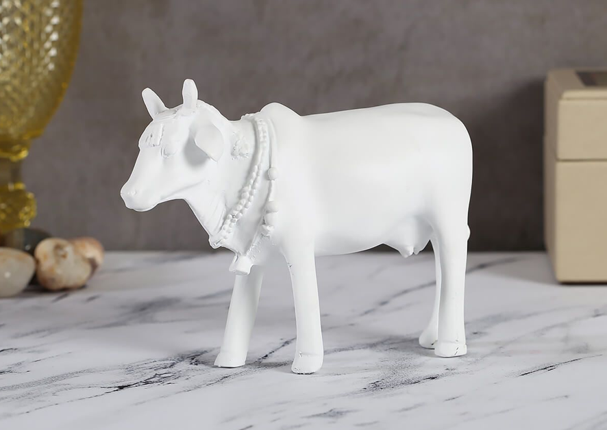 Snow white cow can be the best gift for new home